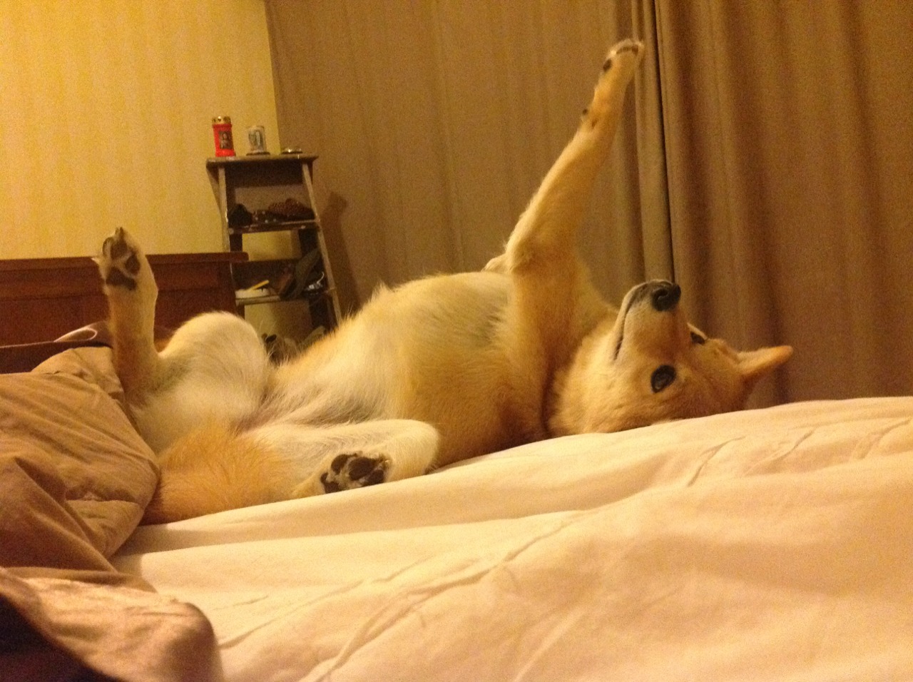 东契奇单节狂飙定乾坤，勇士第三节风暴击溃活塞