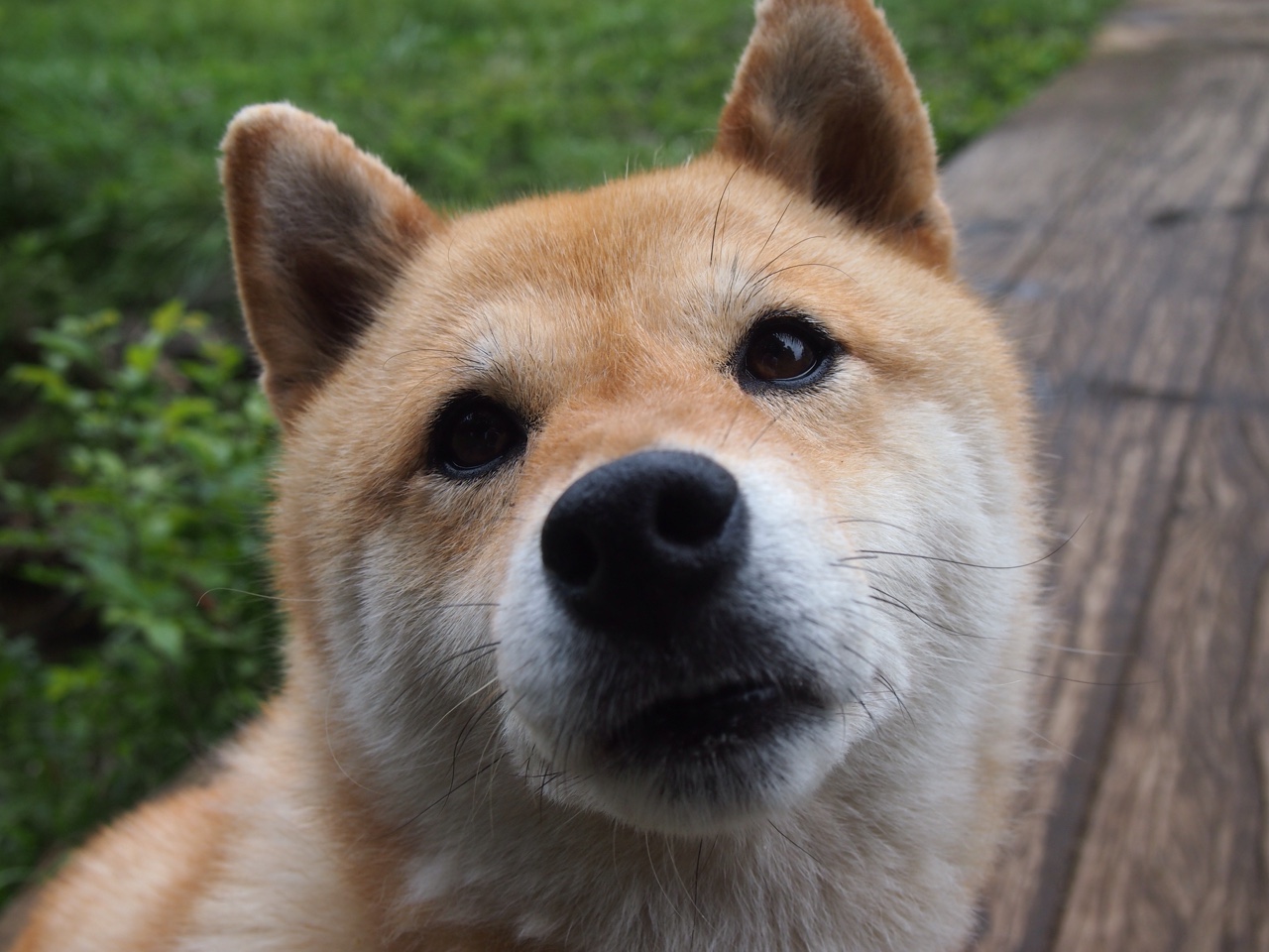 鹰击长空,火箭坠落,西亚卡姆的压制级表演